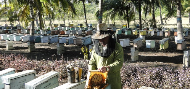 Kubánske včelárstvo