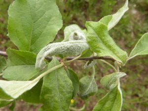 Múčnatka jabloňová (Podosphaera leucotricha)