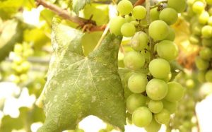 Biologická ochrana viniča