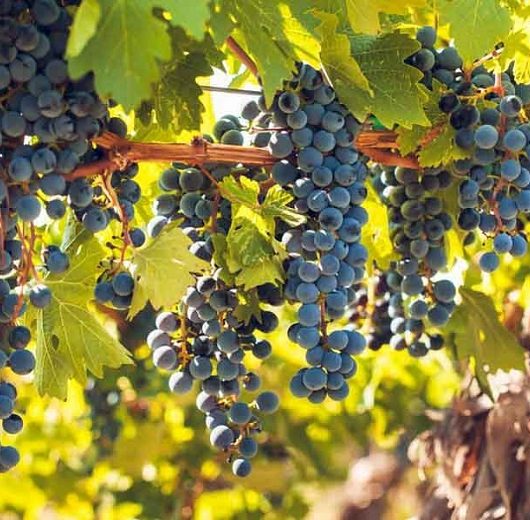 Biologická ochrana viniča