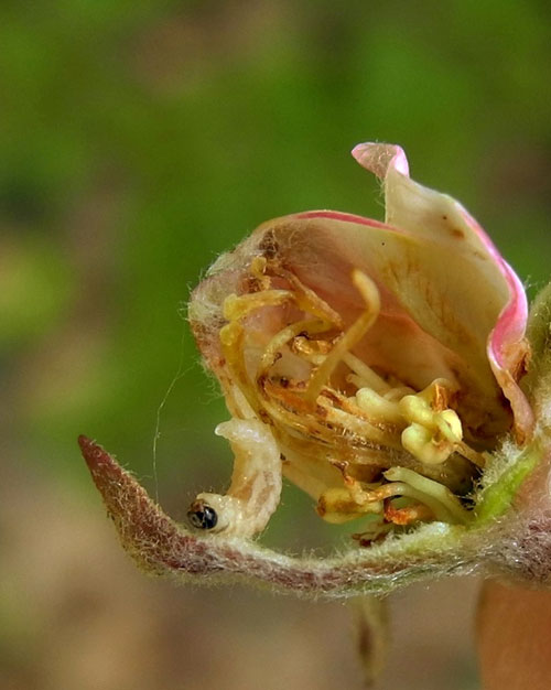 Kvetovka jabloňová - Anthonomus pomorum