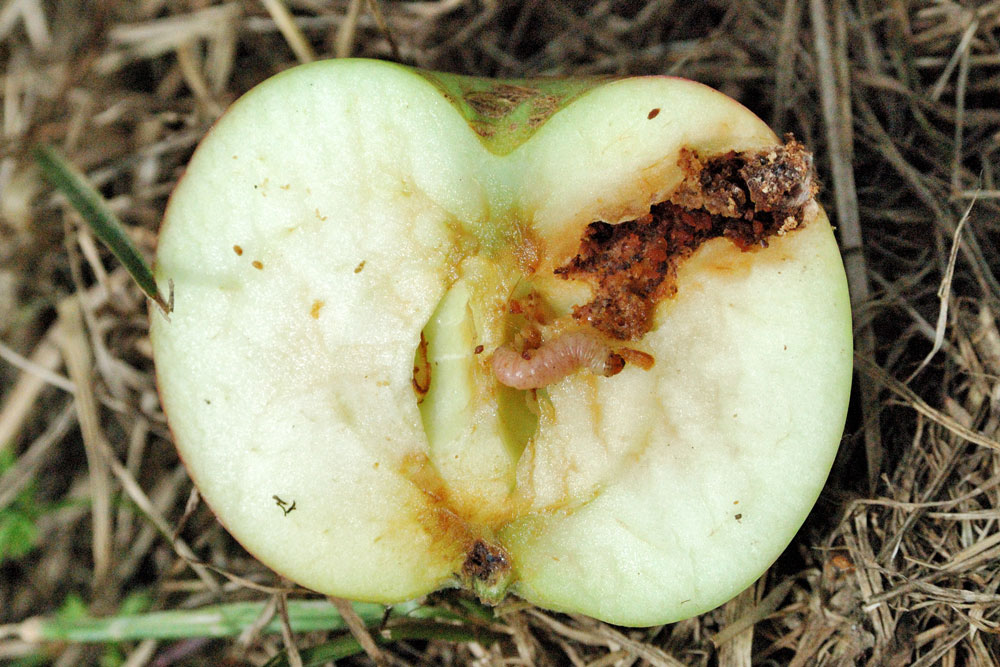 Повреждения яблок