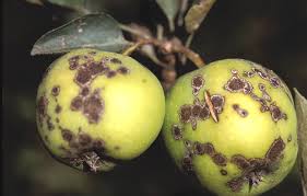 Chrastavitosť jabloní (Venturia inaequalis)