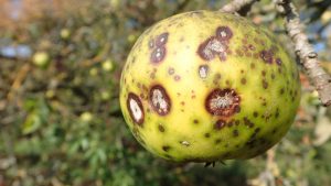 Jabloň - choroby a škodcovia