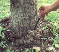 Bakteriálna nádorovitosť koreňov (Agrobacterium tumefaciens)