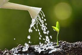 Ako dostať rastliny do formy počas sucha