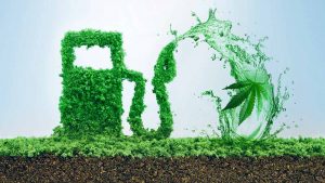 Konopné biopalivá: Naša budúcnosť?